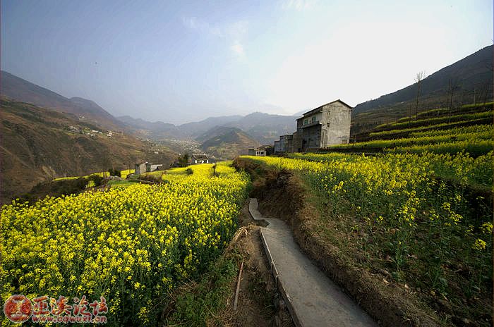 金灿灿的油菜花连成片,白鹿镇的美景美无边 - 聚焦巫溪 - 巫溪网-巫溪