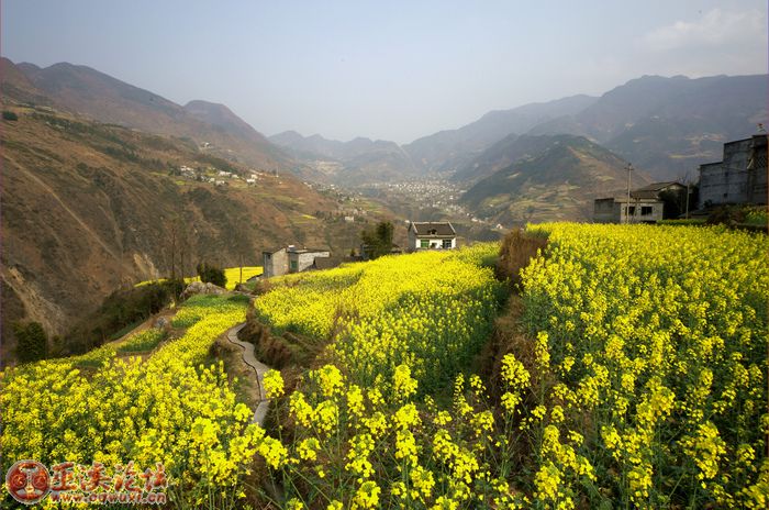 金灿灿的油菜花连成片,白鹿镇的美景美无边 - 聚焦巫溪 - 巫溪网-巫溪