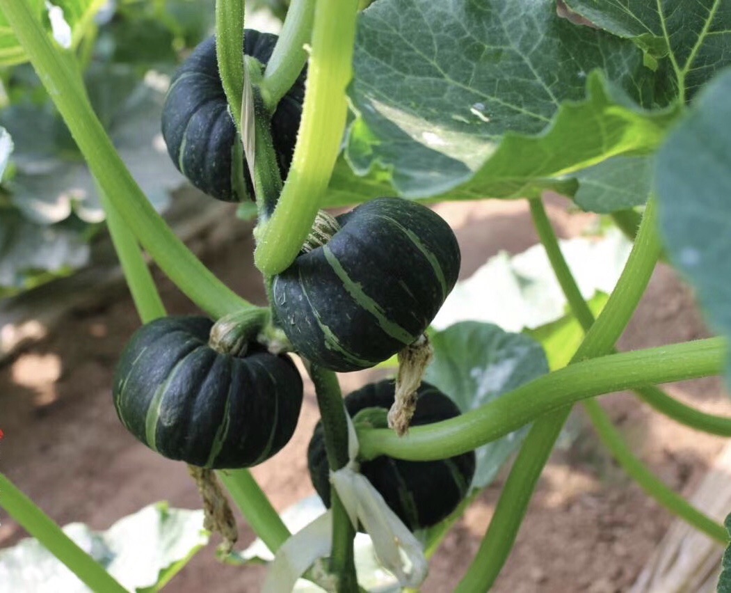 生态种植贝贝南瓜