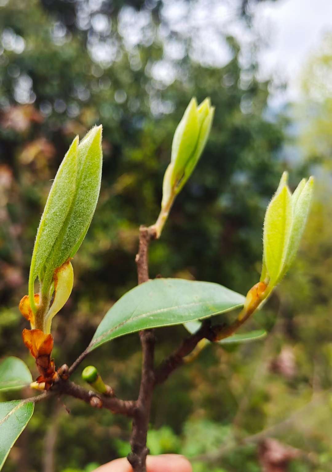 老鹰茶不能是遥远的样子 - 聚焦巫溪 - 巫溪网-巫溪论坛